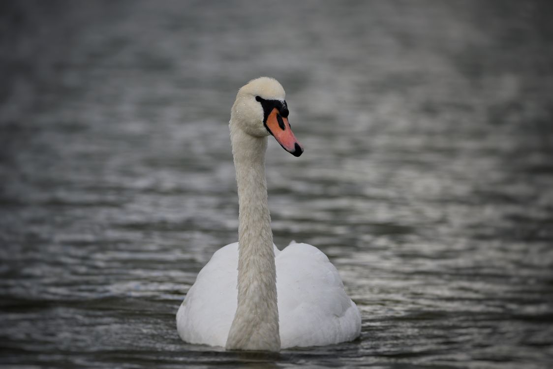 Swam Photo Example Swimming Swam on Water · Free Stock Photo