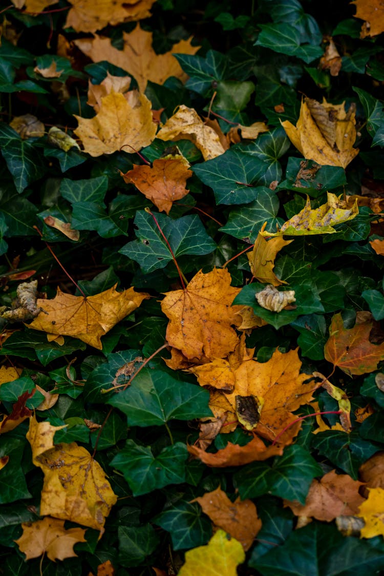 Ivy In Autumn Leaves