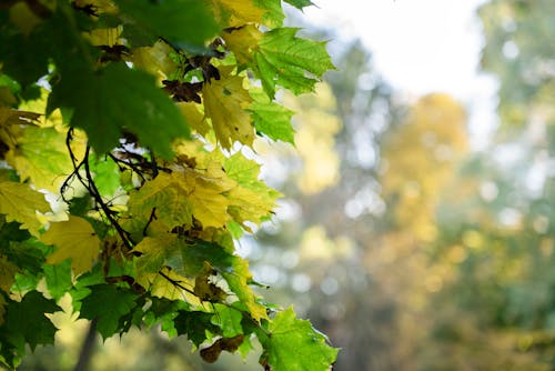 Kostnadsfria Kostnadsfri bild av gröna löv, närbild Stock foto