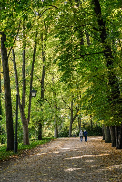 Free A peaceful scene of a couple walking in a green forest on a sunny day. Stock Photo