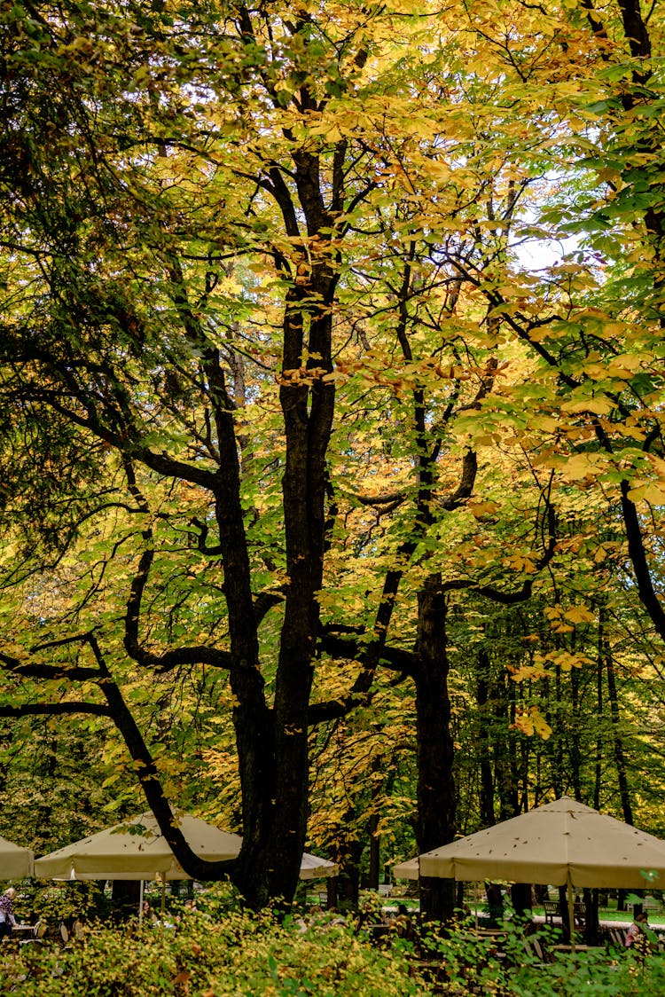 Canopies On The Park 