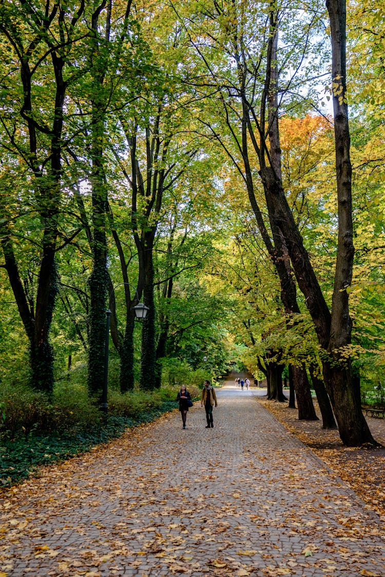 People Walking On Walkway In The Park