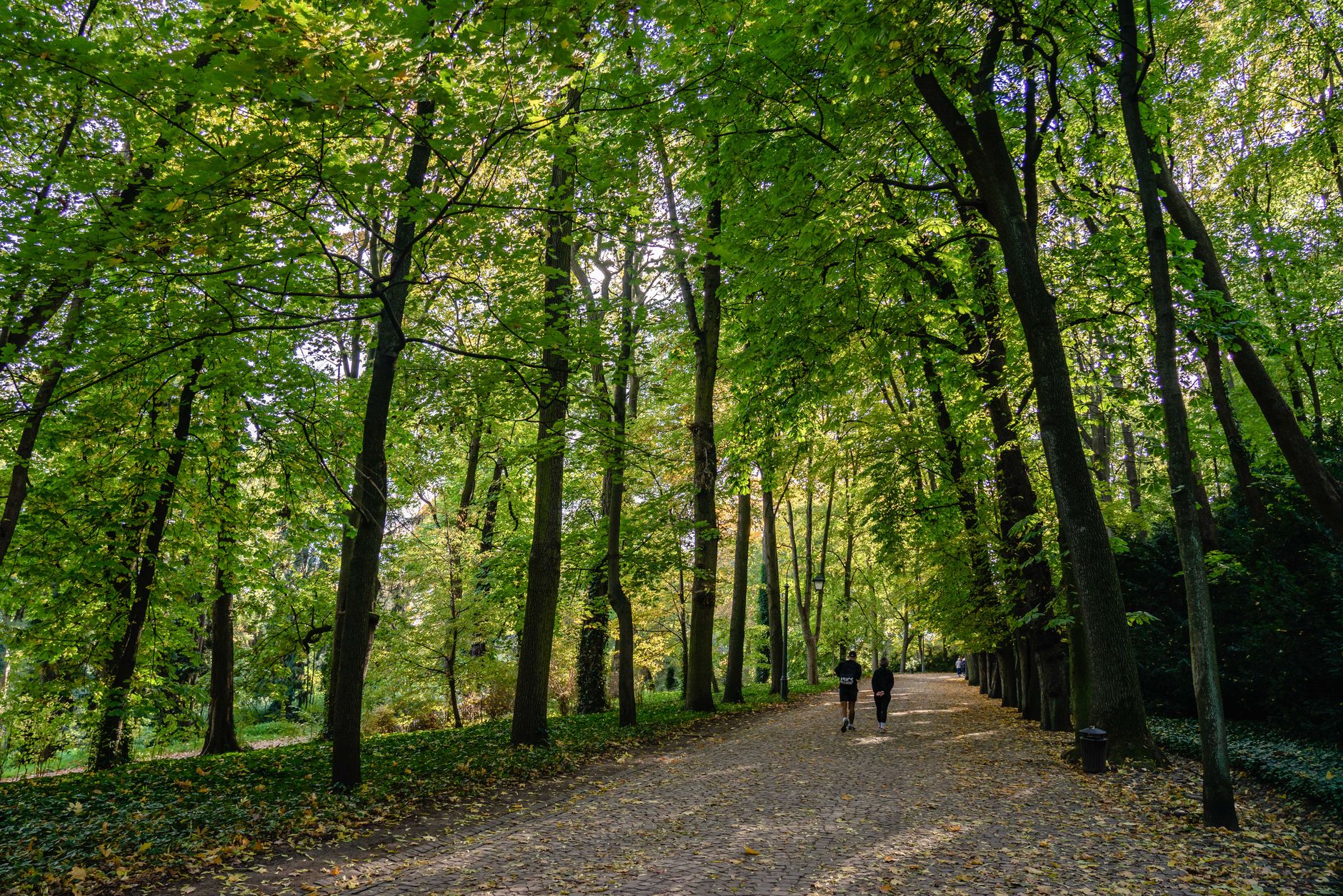 Autumn leaves along a wooded footpath in Borisova Gradina park