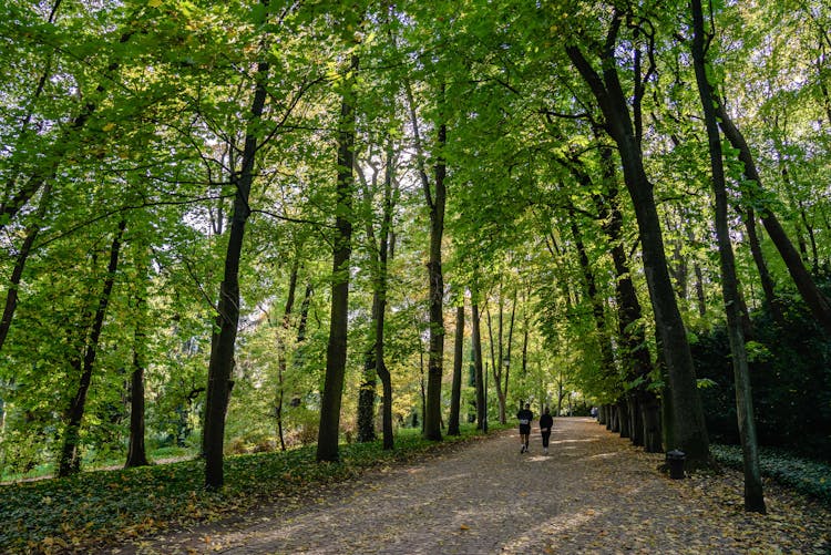 People Walking On Pathway In The Park