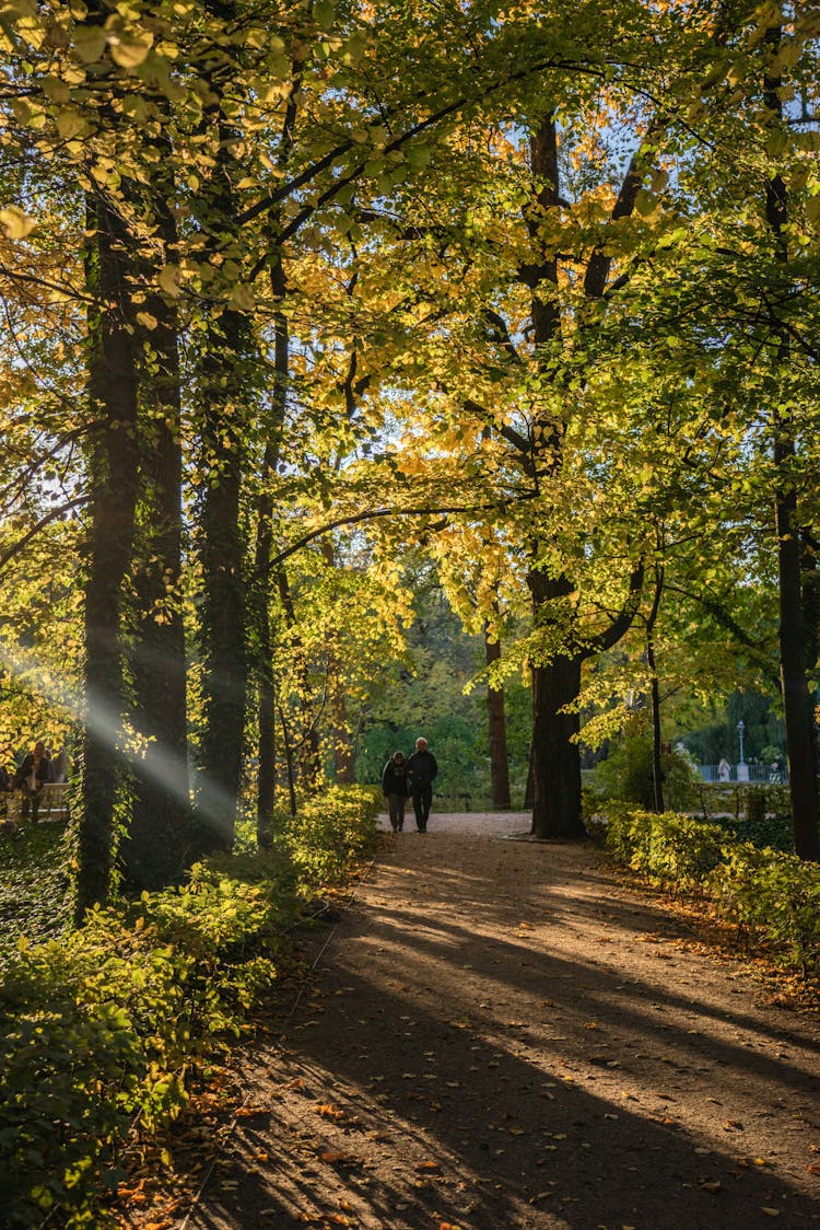 Person Walking On The Park's  Pathway 