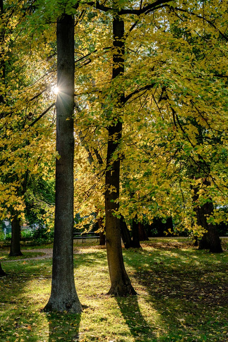 Sun Shining Between Branches