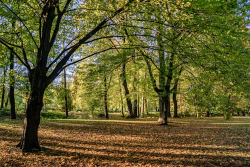 Green Trees on a Brown Grass Field