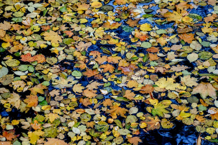 An Autumn Leaves Floating On Water