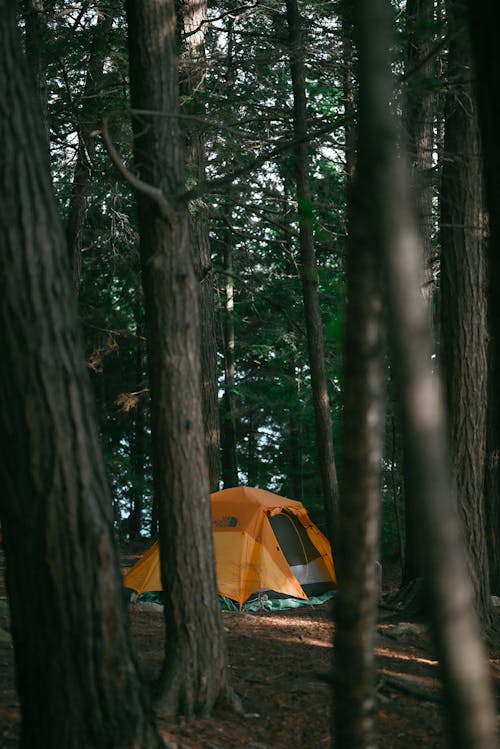 açık hava etkinliği, ağaç gövdeleri, çadır içeren Ücretsiz stok fotoğraf