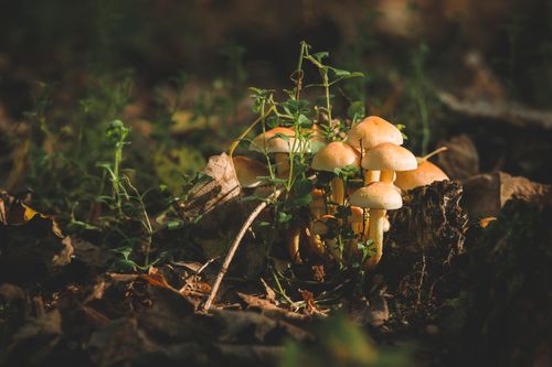 Free Close-up of a cluster of mushrooms growing in a forest with autumn leaves. Stock Photo