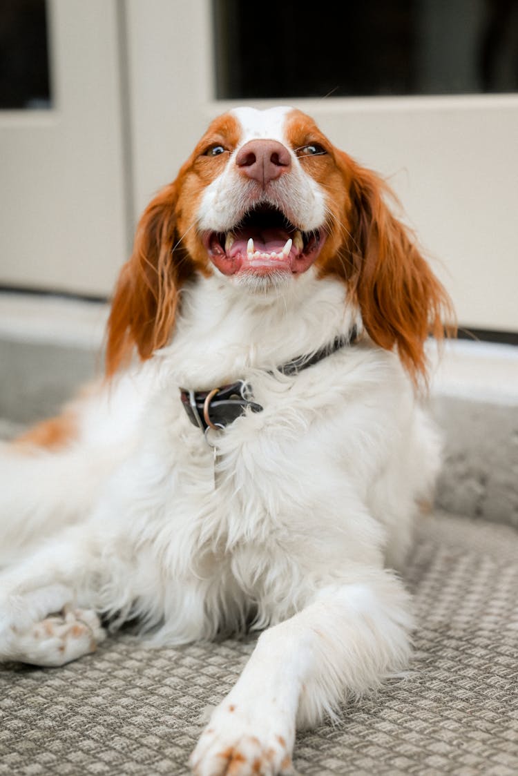 Portrait Of Happy Dog