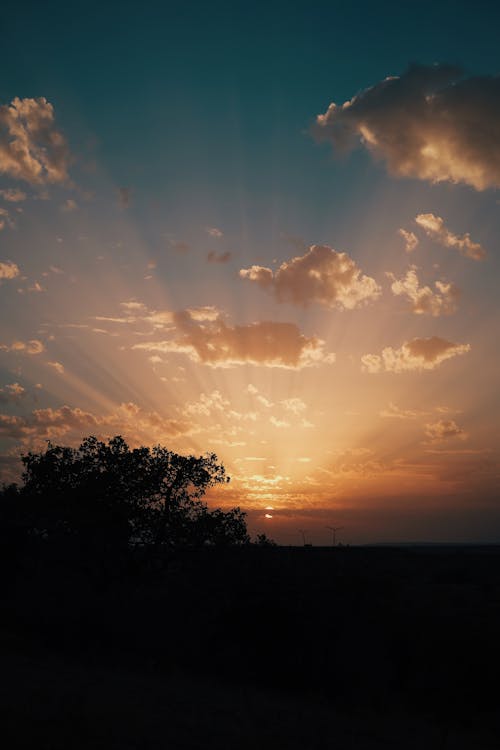 Silhouette of Trees during Sunset