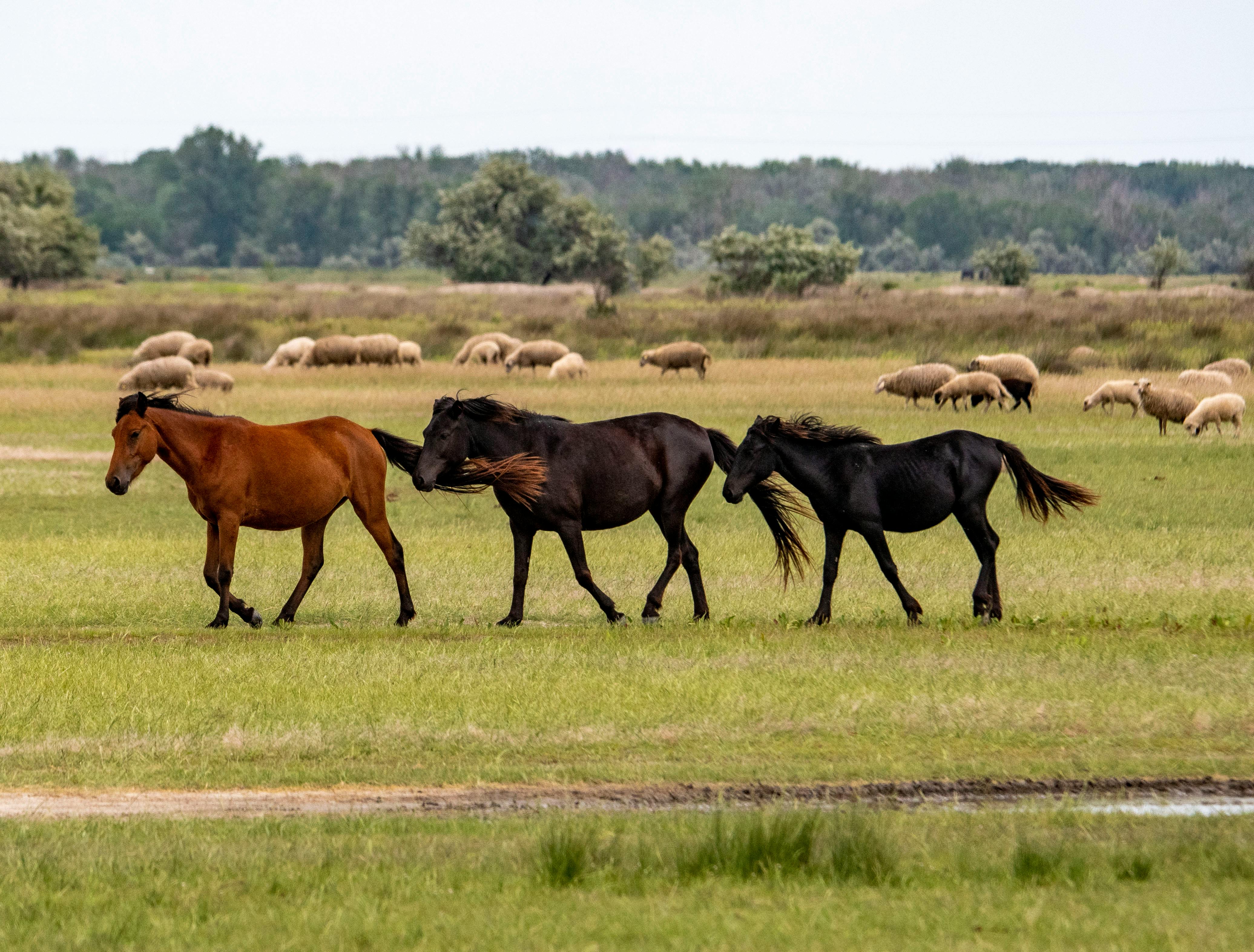 zodiac-horse-sheep-monkey