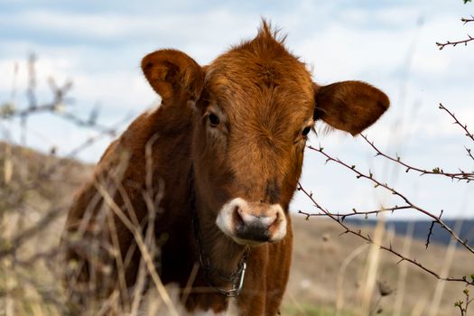 Close-up of a brown cow in a peaceful outdoor setting, grazing contentedly.