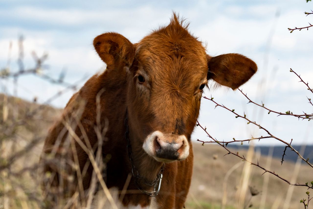 close up of a brown cow in a peaceful outdoor setting grazing contente