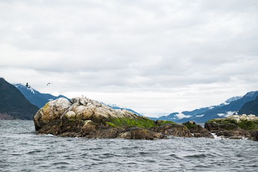 Mossy Island in the Ocean