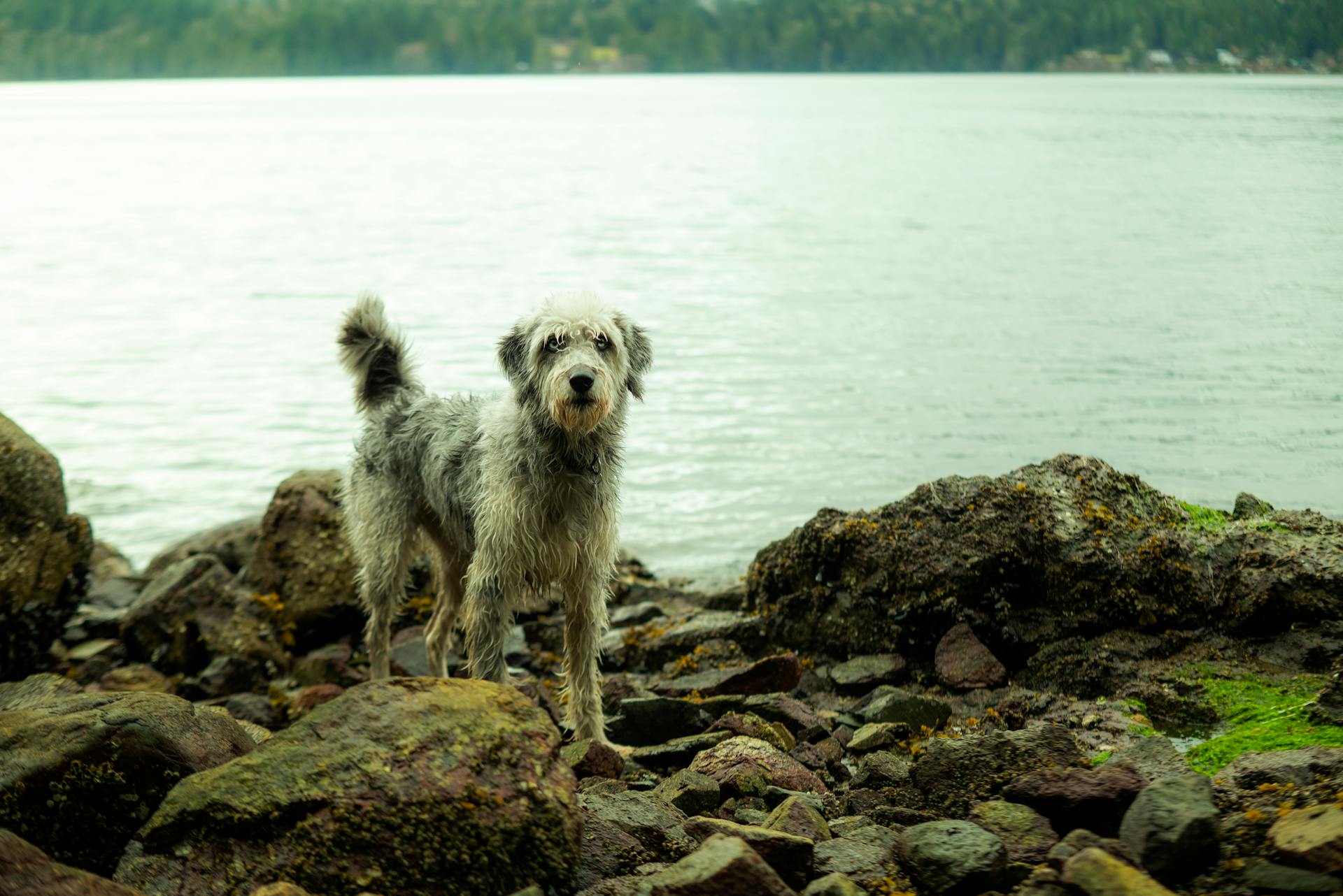 A Dog Standing on the Rocks