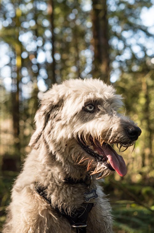 Kostenloses Stock Foto zu bezaubernd, haustier, hund