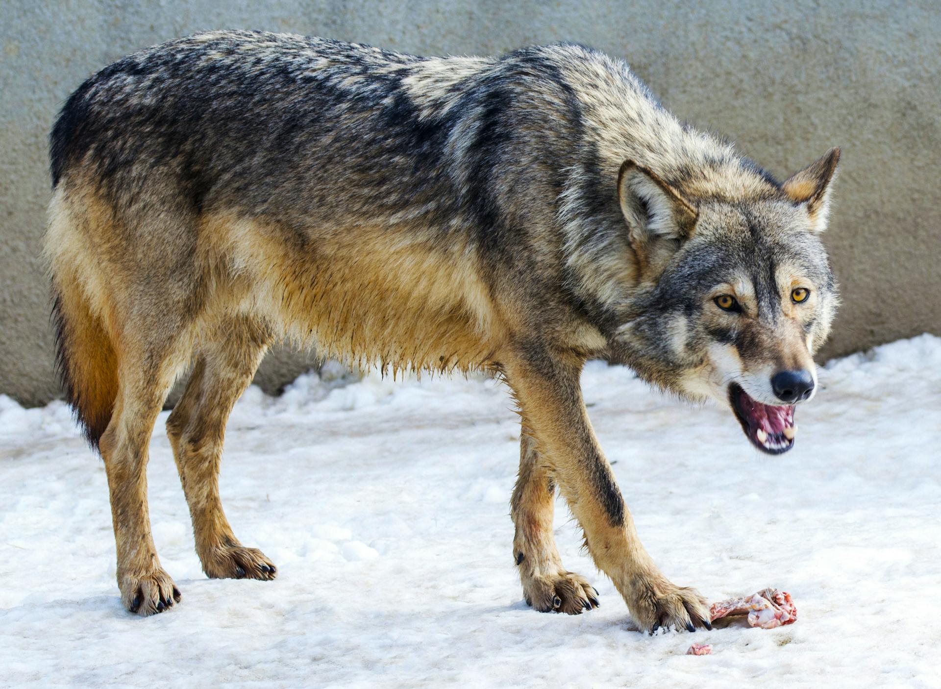 Eurasian Wolf Eating Meat