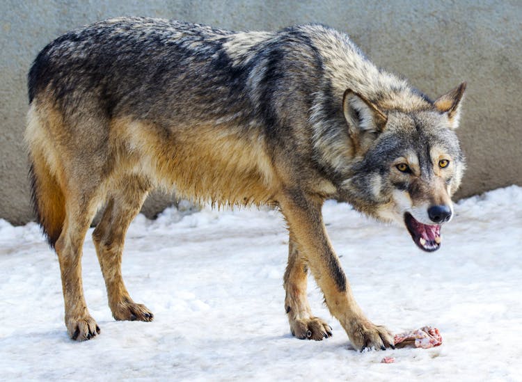 Eurasian Wolf Eating Meat