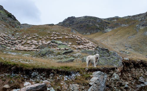 Dog near Sheep on Hill in Mountains Landscape
