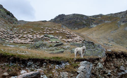 Kostenloses Stock Foto zu berge, draußen, herde