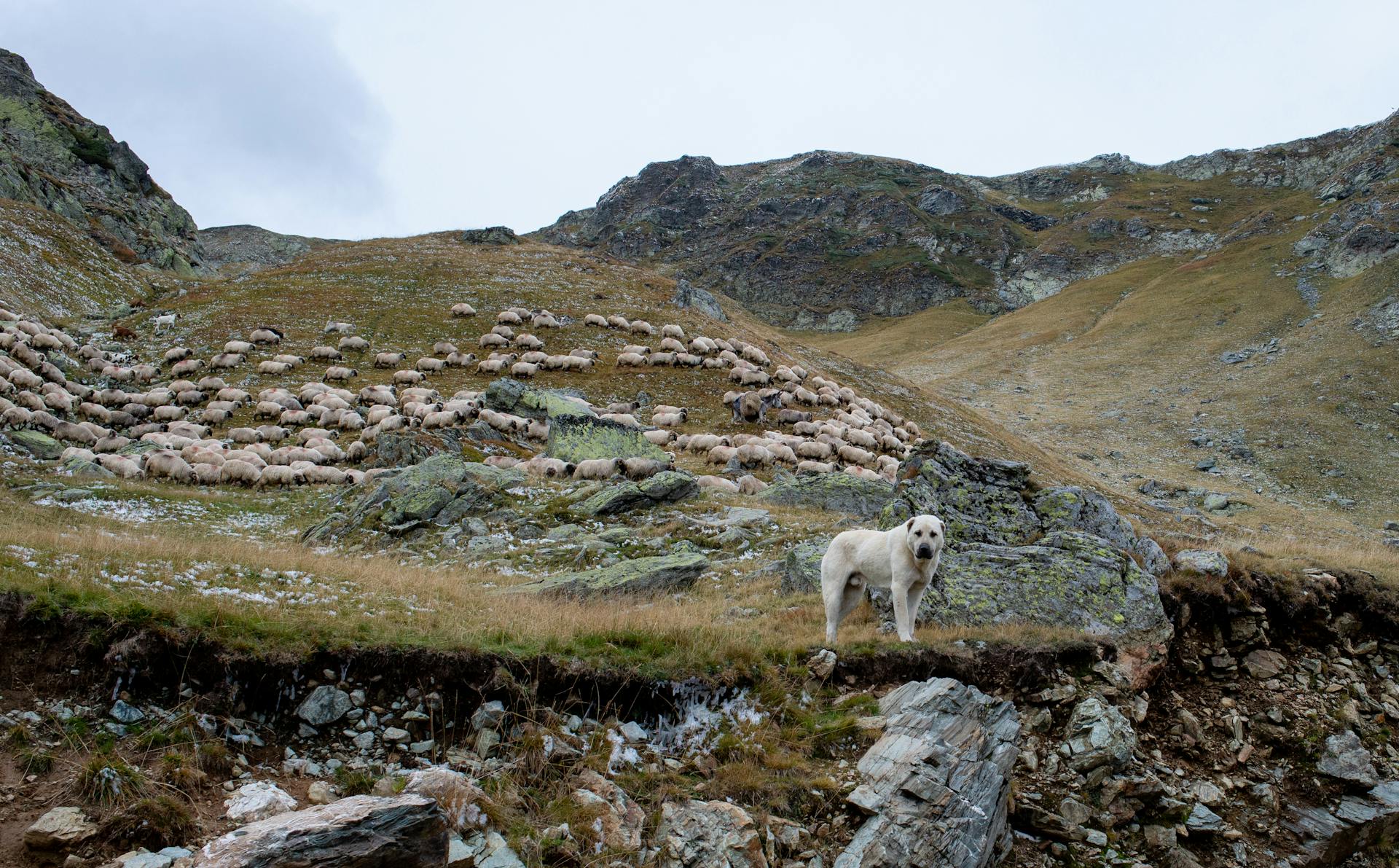 Chien près des moutons sur la colline dans les montagnes Paysage