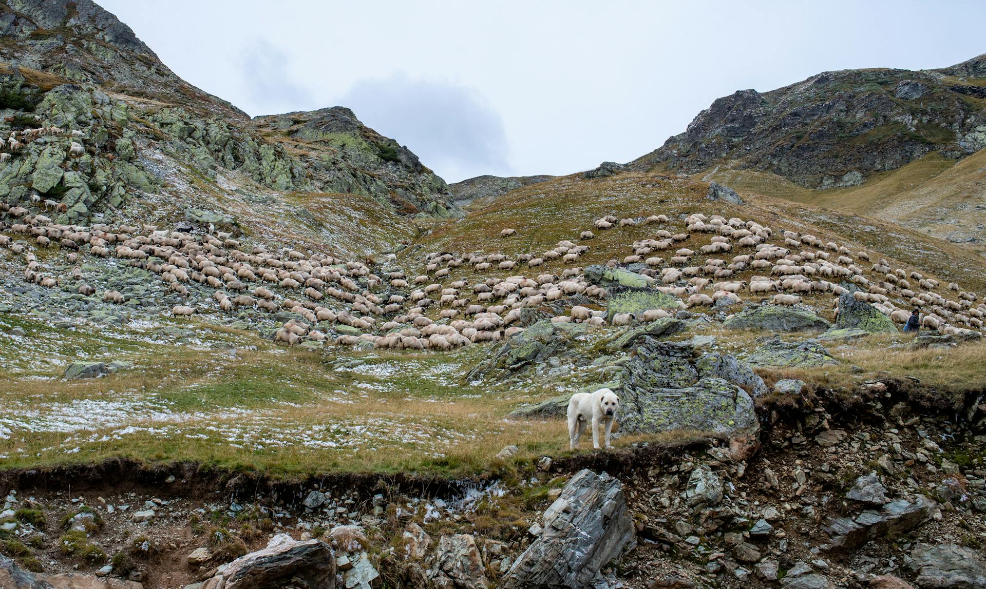 Des troupeaux de moutons dans les montagnes