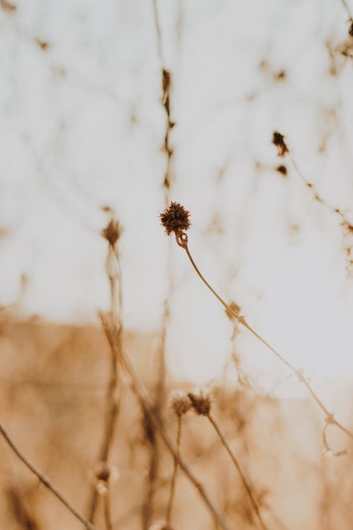 Free Serene close-up of dry wildflowers captured on a sunny day in Aracati, Brazil. Perfect for nature aesthetics. Stock Photo