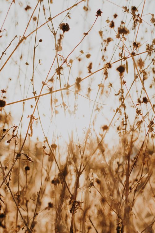 Free Sunlit dried plant silhouettes create a serene field scene in Aracati, Brazil. Stock Photo