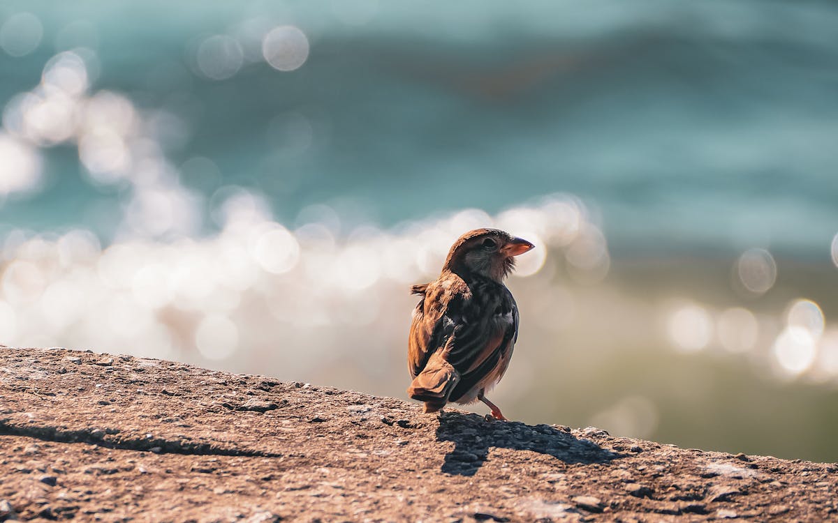 House Sparrow on Concrete