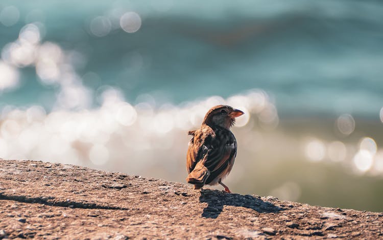 House Sparrow On Concrete