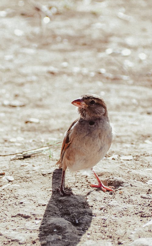 Fotobanka s bezplatnými fotkami na tému fotografovanie vtákov, roztomilý, vrabec