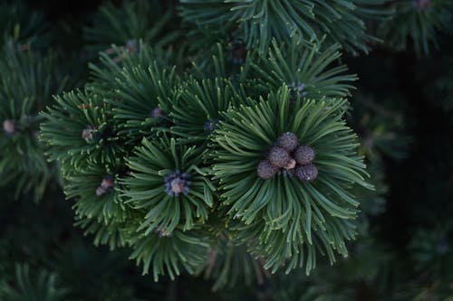 Foto stok gratis conifera, Daun-daun, hijau