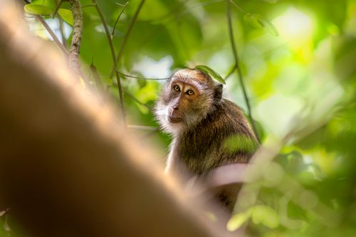 Free Close-up of a crab-eating macaque in a green, lush jungle setting, showcasing wildlife photography. Stock Photo