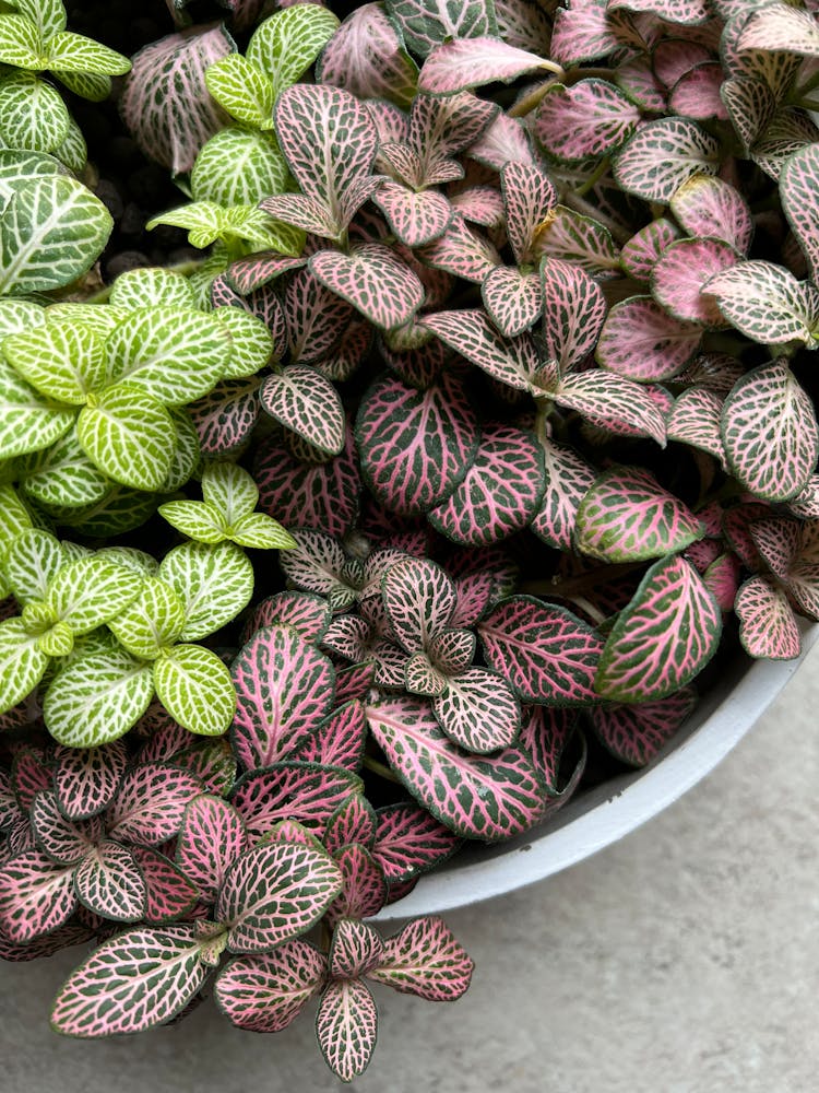 Top View Of S Nerve Plant