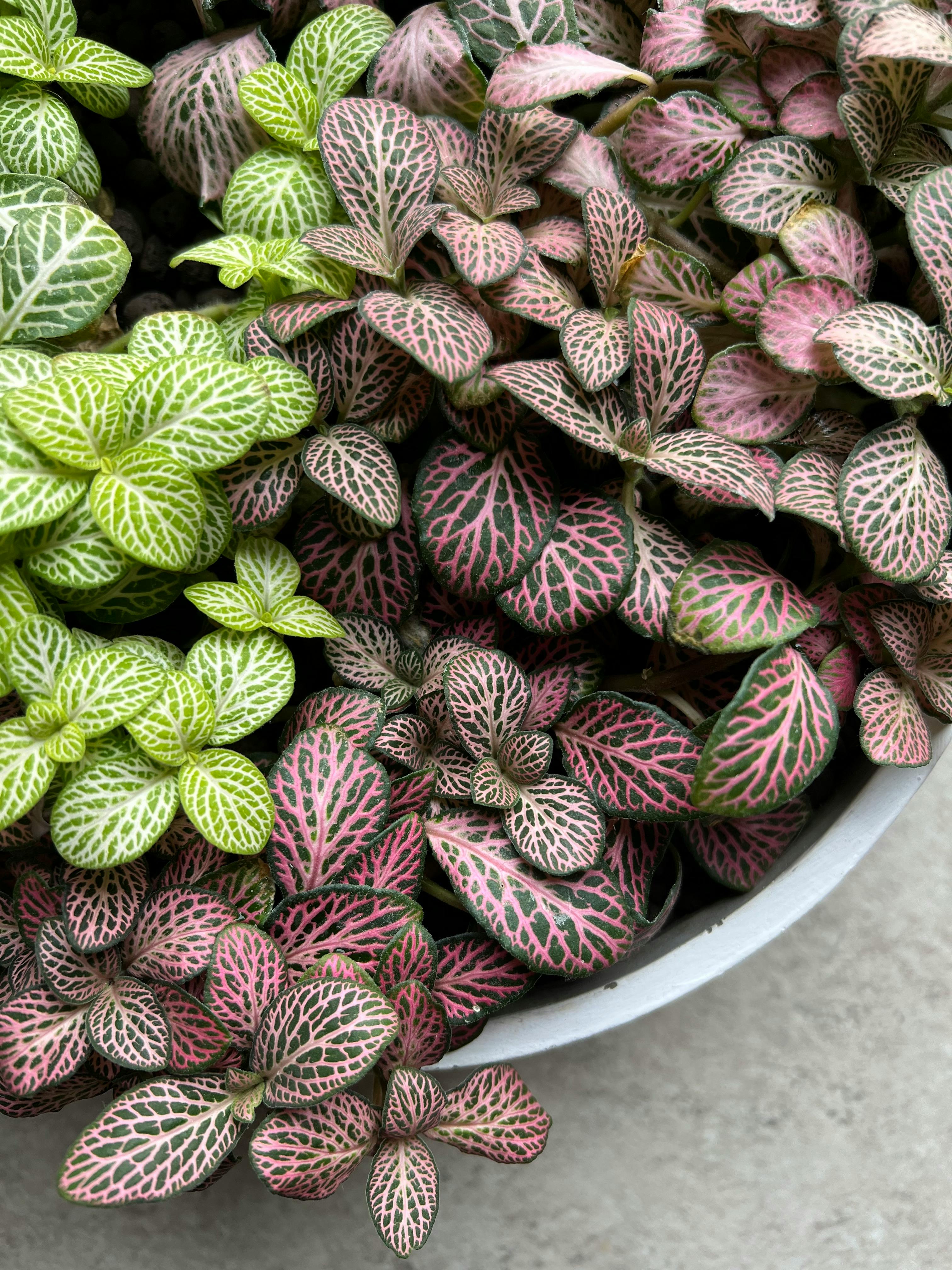 Green Plant In Close Up Photography · Free Stock Photo