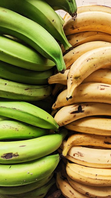 A pile of thick-skinned green plantains next to a bunch of smaller yellow bananas, showing the size and color difference.