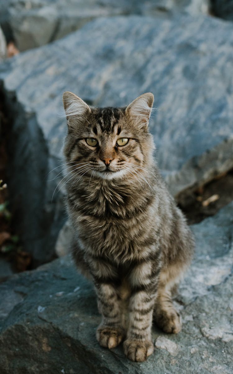 Tabby Cat Sitting On Rocks