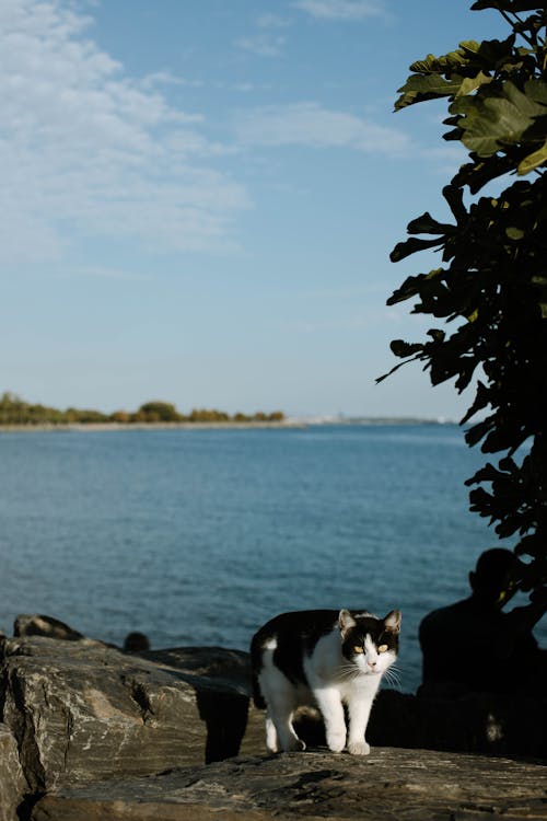 A Tuxedo Cat on Rock Near Body of Water