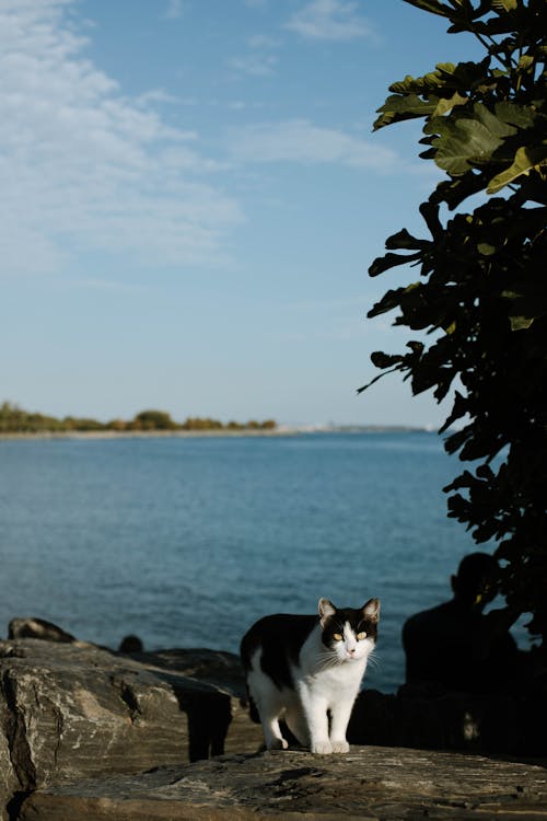 Free Black and White Cat on Rock Near Body of Water Stock Photo
