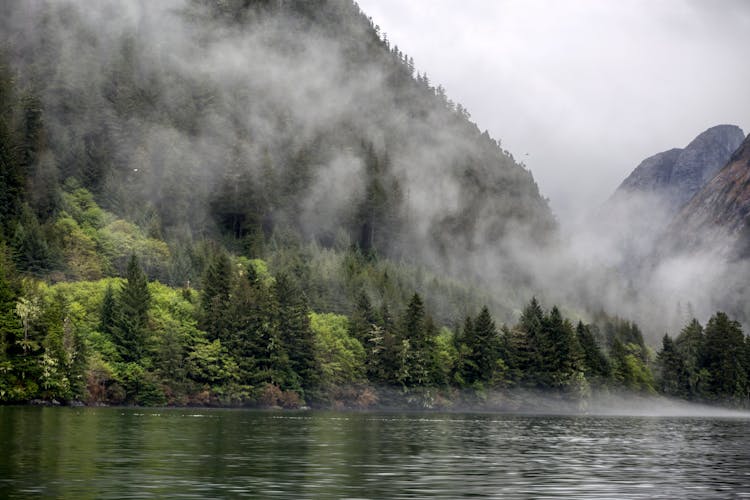 Fog Over The Trees