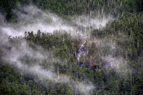 Fotos de stock gratuitas de arboles, bosque, con neblina