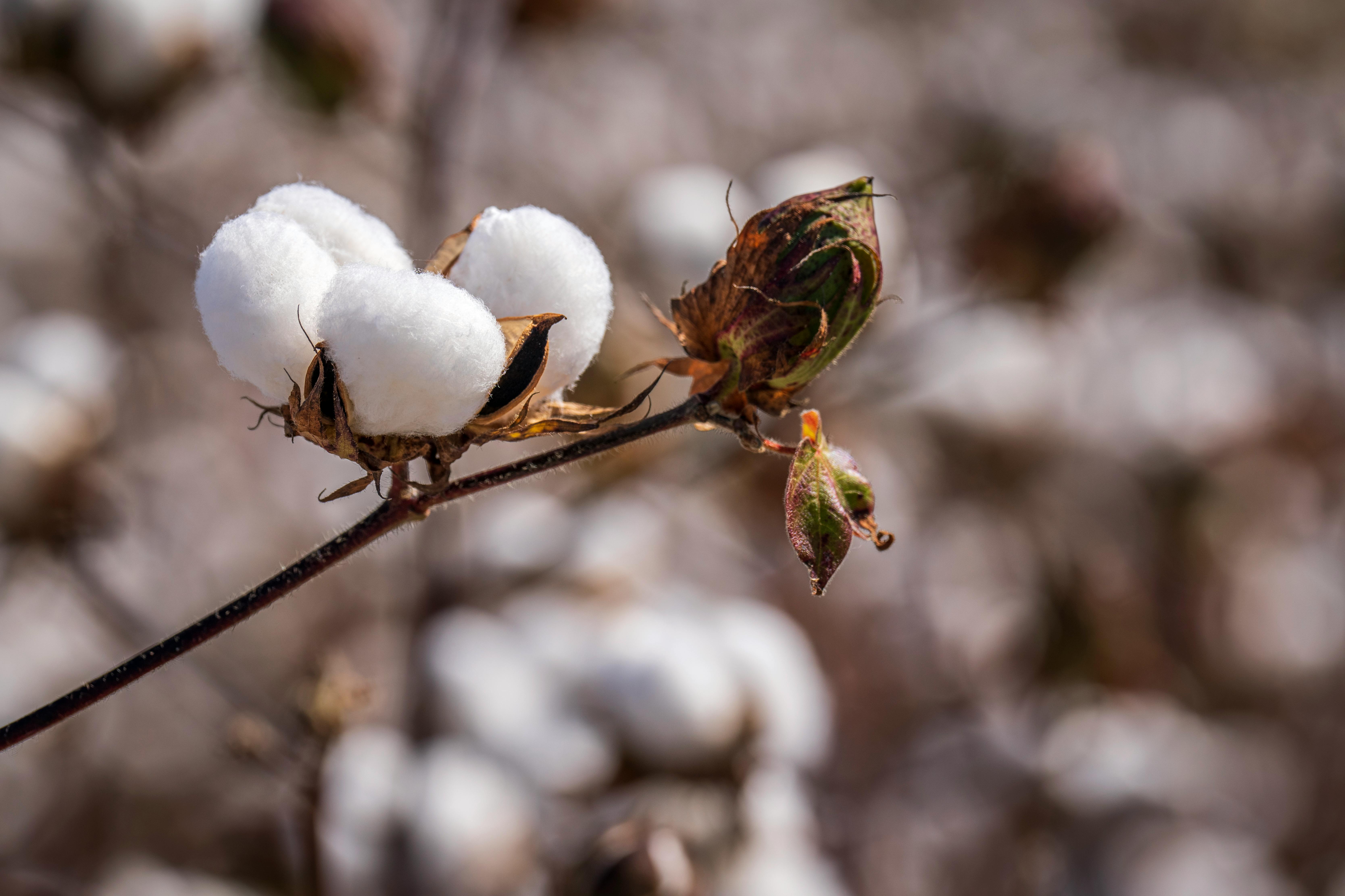 Cotton Growing on Branch · Free Stock Photo