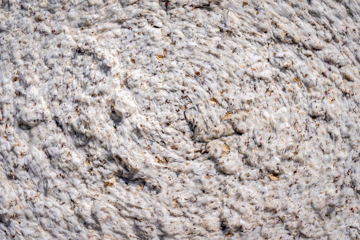 Close-up of raw cotton fibre showing natural texture and colour used in manufacturing cotton bags for seeds