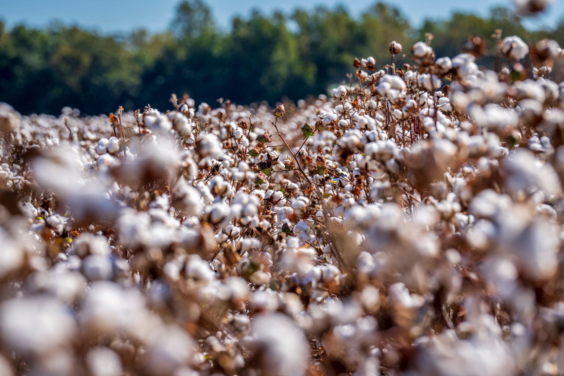Organic cotton plants contrasted with a close-up of fabric pilling