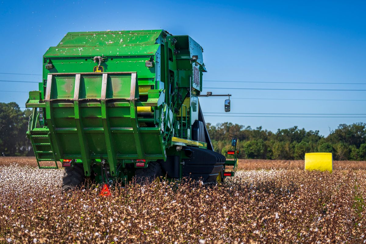 Cotton harvest by machine