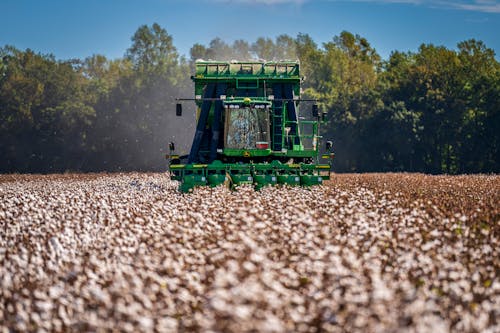 Cotton Picker in Field