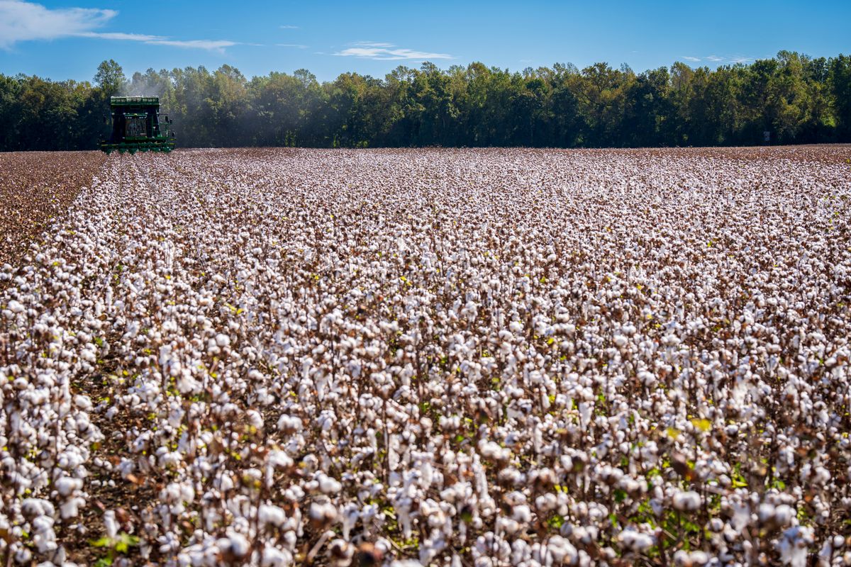 Cotton field with harvester near Akola, Vidarbha's cotton trading hub