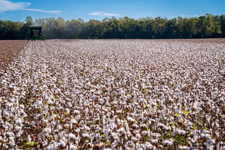 A Field Of Cotton Plants